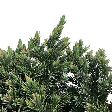 Juniper, 2 gal, Blue Star