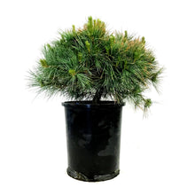 Load image into Gallery viewer, Pine, 5 gal, White, Blue Shag, Low-Grafted Form
