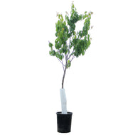 Plum, 5 gal, Pipestone