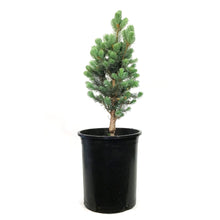 Load image into Gallery viewer, Spruce, 5 gal, Blue, Columnar
