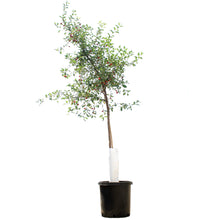 Load image into Gallery viewer, Cherry, 10 gal, Romeo Tree Form
