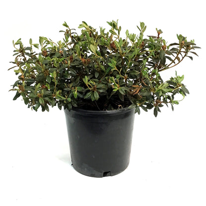 Rhododendron, 2 gal, Ramapo