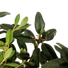 Load image into Gallery viewer, Rhododendron, 2 gal, Ramapo
