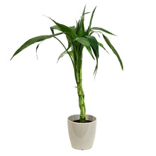 Load image into Gallery viewer, Lucky Bamboo, 4in, Twist in Ceramic Pot
