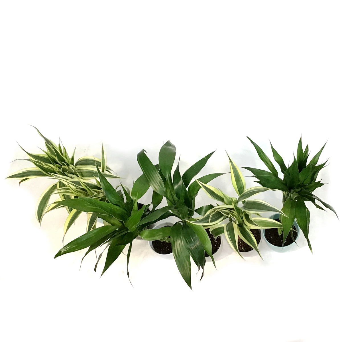 Lucky Bamboo, 4in, Twist in Ceramic Pot