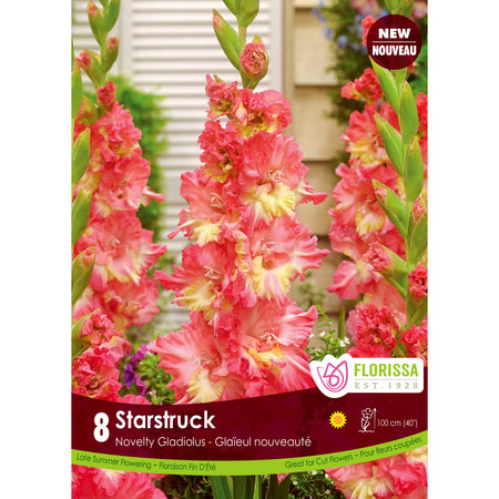Gladiolus, Novelty - Starstruck Bulbs, 8 Pack