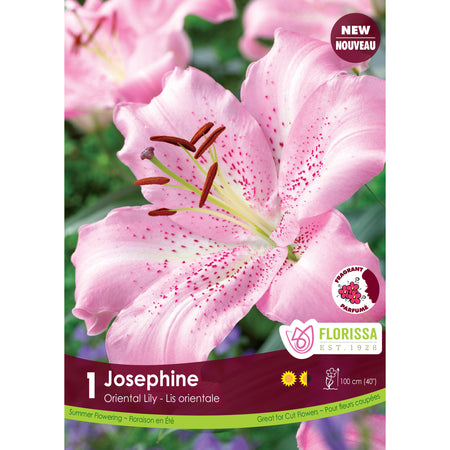 Lily, Oriental - Josephine Bulbs, 1 Pk