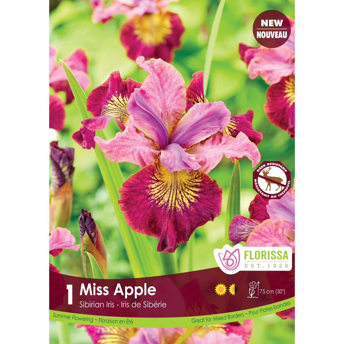 Iris, Siberian - Miss Apple Bulb, 1 Pack