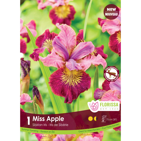 Iris, Siberian - Miss Apple Bulb, 1 Pack