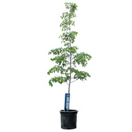 Linden, 10 gal, Greenspire®