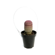 Cactus, 9cm, Echinocereus Rainbow Hedgehog