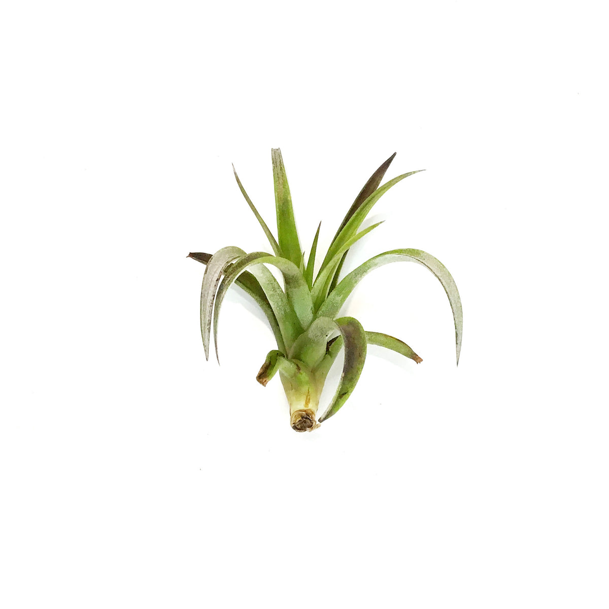 Tillandsia Harissi, 5-6"