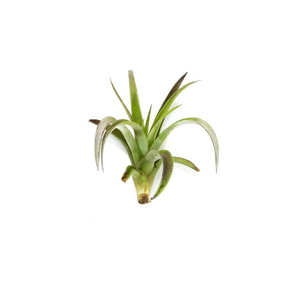 Tillandsia Harissi, 5-6"
