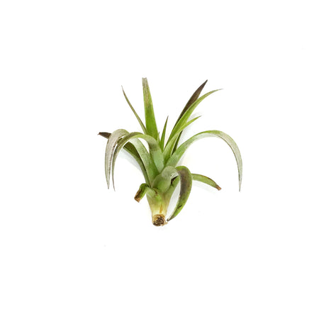 Tillandsia Harissi, 5-6"