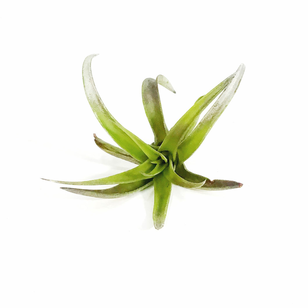 Tillandsia Harissi, 5-6