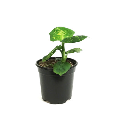 Dieffenbachia, 4in, Reflector