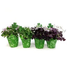 Load image into Gallery viewer, Oxalis St. Patrick&#39;s Planter, 4in, with Pot Cover
