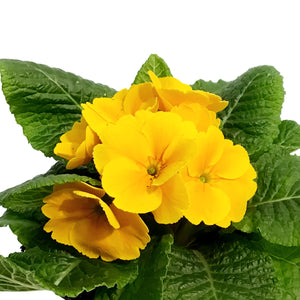 Primula Acaulis, 4in, Assorted Colours