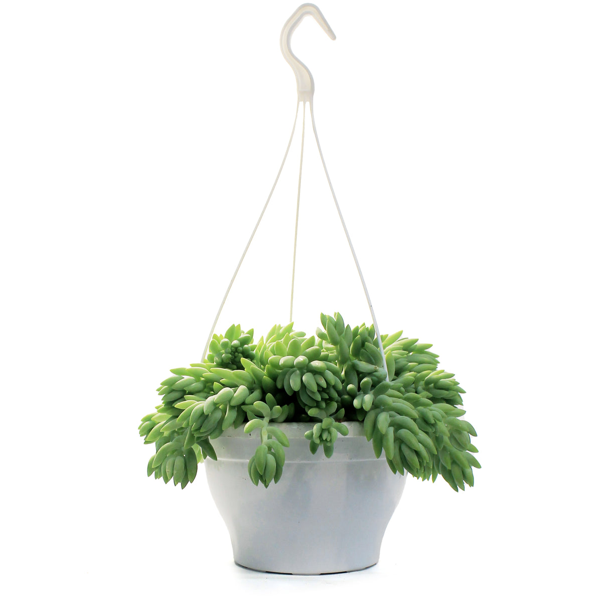 Burro's Tail, 7.5in HB, Sedum Morganianum