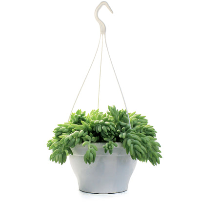 Burro's Tail, 7.5in HB, Sedum Morganianum