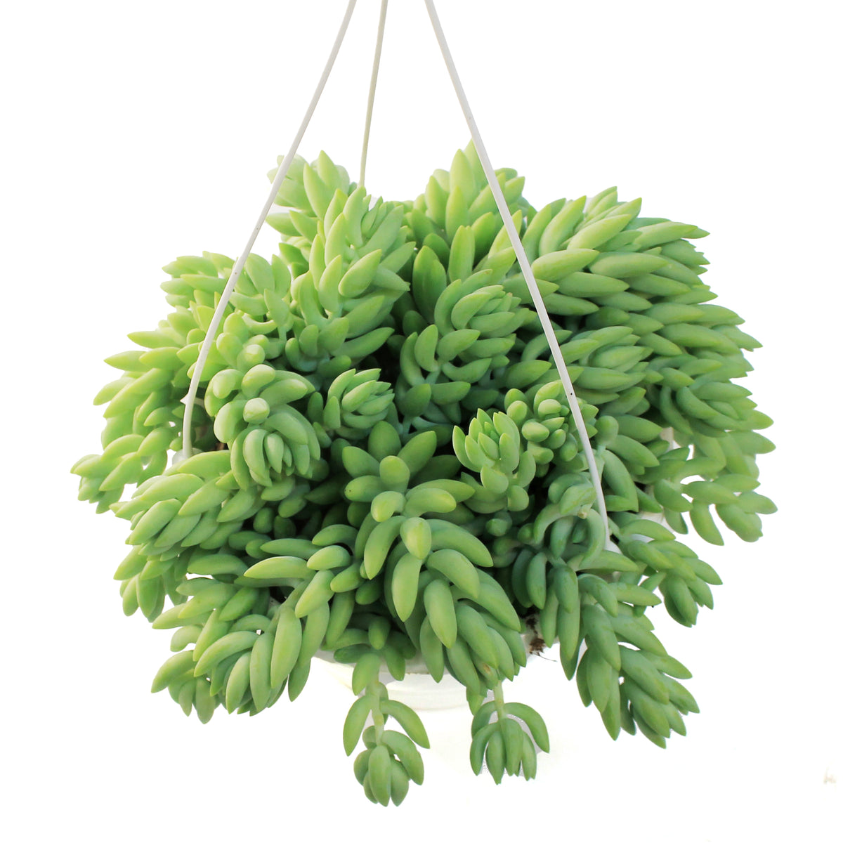 Burro's Tail, 7.5in HB, Sedum Morganianum