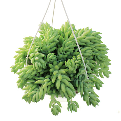 Burro's Tail, 7.5in HB, Sedum Morganianum