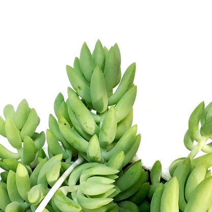 Burro's Tail, 7.5in HB, Sedum Morganianum