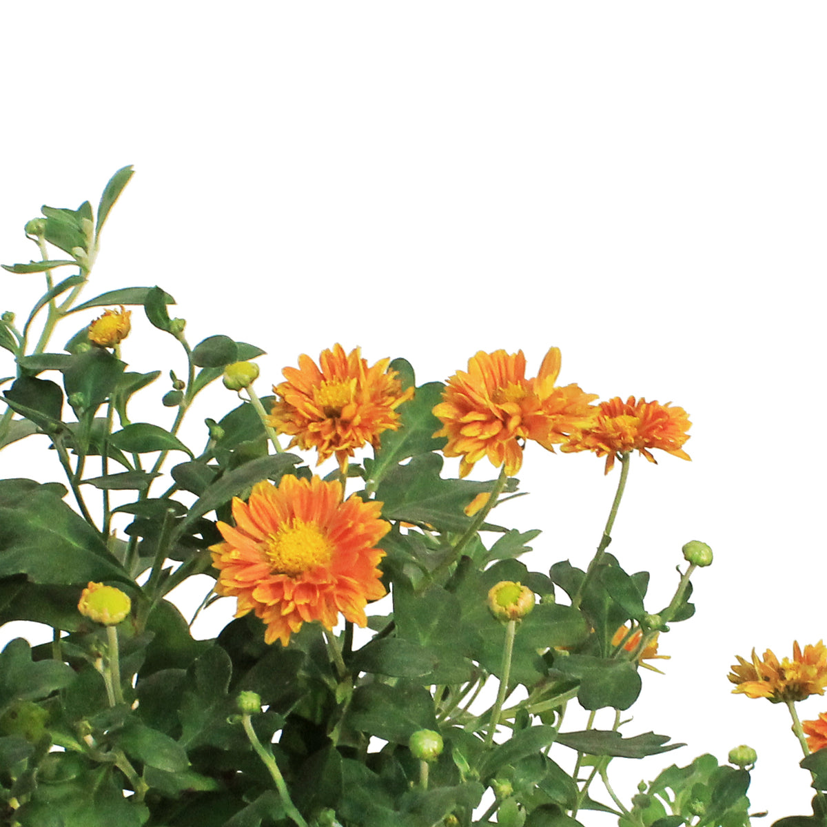 Chrysanthemum, 1 gal, Mammoth Dark Bronze Daisy