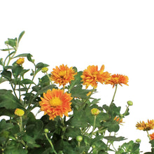Load image into Gallery viewer, Chrysanthemum, 1 gal, Mammoth Dark Bronze Daisy
