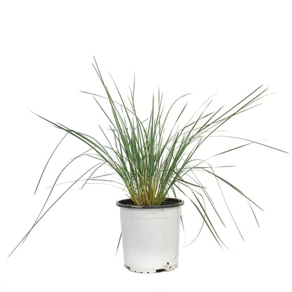 Grass, 1 gal, Helictotrichon Blue Oat