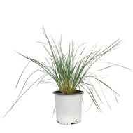 Grass, 1 gal, Helictotrichon Blue Oat