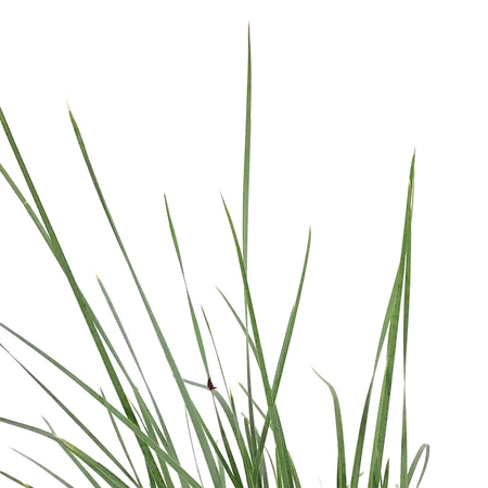 Grass, 1 gal, Helictotrichon Blue Oat