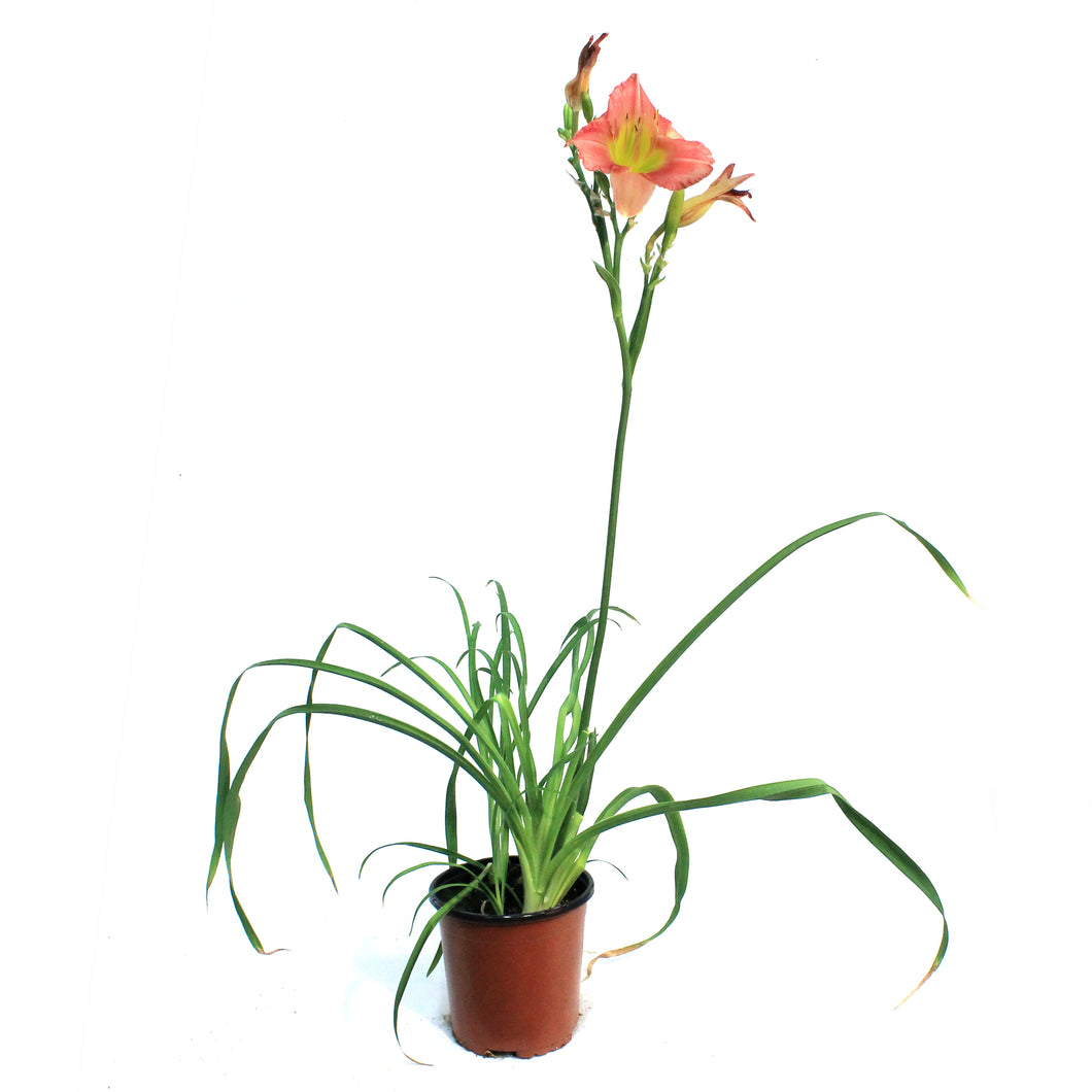 Hemerocallis, 1 gal, Final Touch