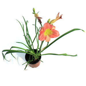 Hemerocallis, 1 gal, Final Touch