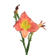 Load image into Gallery viewer, Hemerocallis, 1 gal, Final Touch
