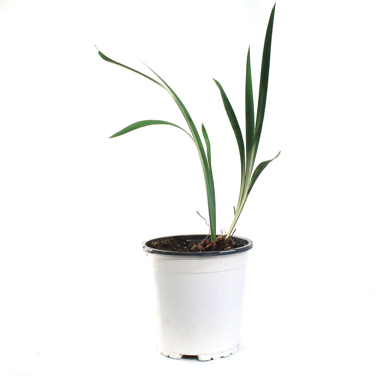 Iris, 1 gal, Sibirica Solar Energy