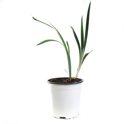 Iris, 1 gal, Sibirica Solar Energy