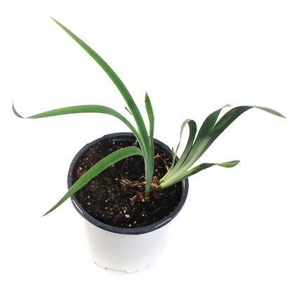 Iris, 1 gal, Sibirica Solar Energy