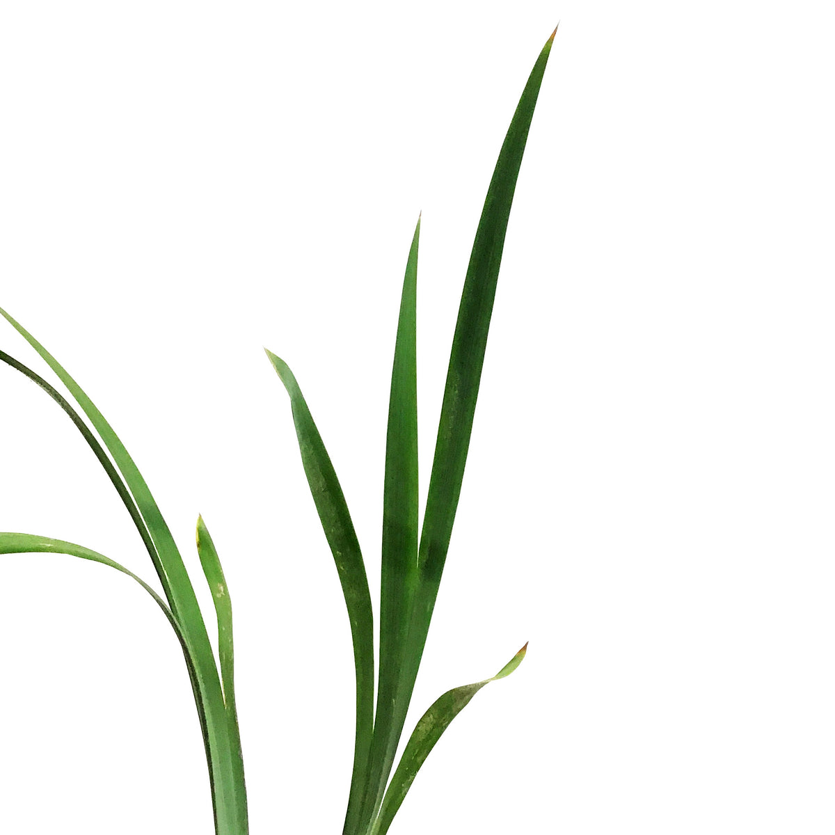 Iris, 1 gal, Sibirica Solar Energy
