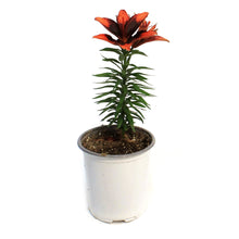 Load image into Gallery viewer, Lilium, Asiatic, 1 gal, Tiny Ink
