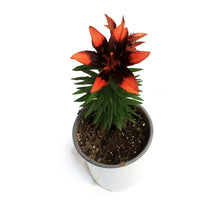 Load image into Gallery viewer, Lilium, Asiatic, 1 gal, Tiny Ink
