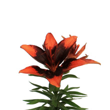 Load image into Gallery viewer, Lilium, Asiatic, 1 gal, Tiny Ink
