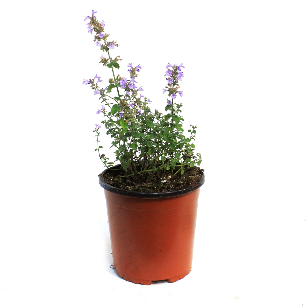 Nepeta, 1 gal, Kitten Around