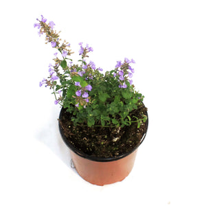 Nepeta, 1 gal, Kitten Around