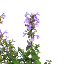 Load image into Gallery viewer, Nepeta, 1 gal, Kitten Around
