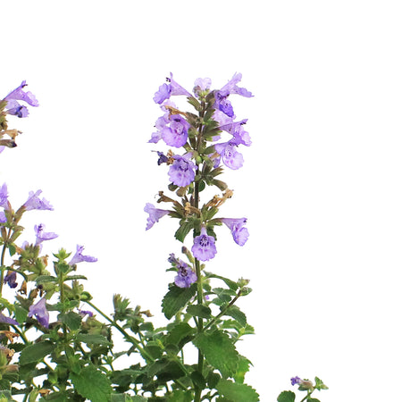 Nepeta, 1 gal, Kitten Around