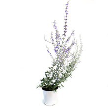 Load image into Gallery viewer, Perovskia, 1 gal, Little Spire
