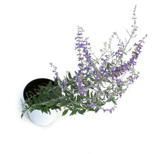 Load image into Gallery viewer, Perovskia, 1 gal, Little Spire
