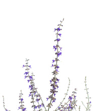 Load image into Gallery viewer, Perovskia, 1 gal, Little Spire
