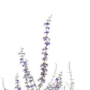 Perovskia, 1 gal, Little Spire